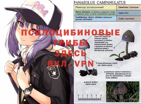 шишки Вязьма